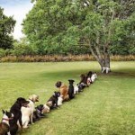 dogs queuing for pee
