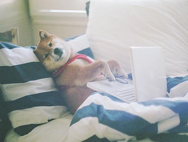 dog can have a Joomla site
