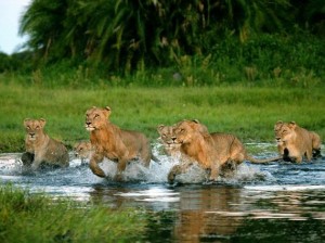 5 lions
